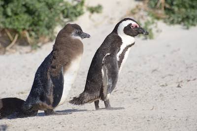 African Penguin adult and chick, in Cape Town